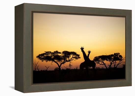 Giraffes at Dusk, Chobe National Park, Botswana-Paul Souders-Framed Premier Image Canvas