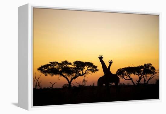 Giraffes at Dusk, Chobe National Park, Botswana-Paul Souders-Framed Premier Image Canvas