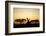 Giraffes at Dusk, Chobe National Park, Botswana-Paul Souders-Framed Photographic Print