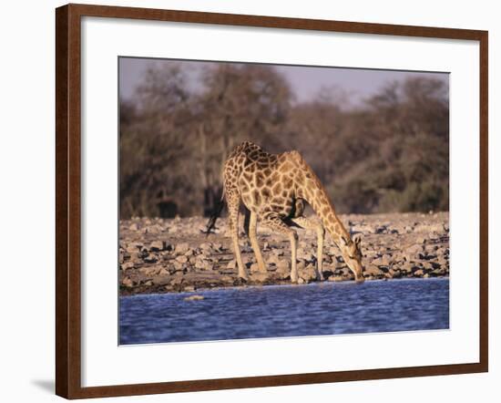 Giraffes at Klein Namutoni Waterhole-DLILLC-Framed Photographic Print