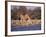 Giraffes at Klein Namutoni Waterhole-DLILLC-Framed Photographic Print