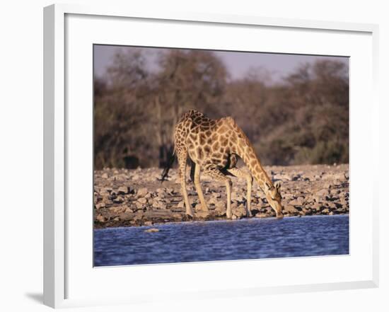 Giraffes at Klein Namutoni Waterhole-DLILLC-Framed Photographic Print