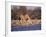 Giraffes at Klein Namutoni Waterhole-DLILLC-Framed Photographic Print