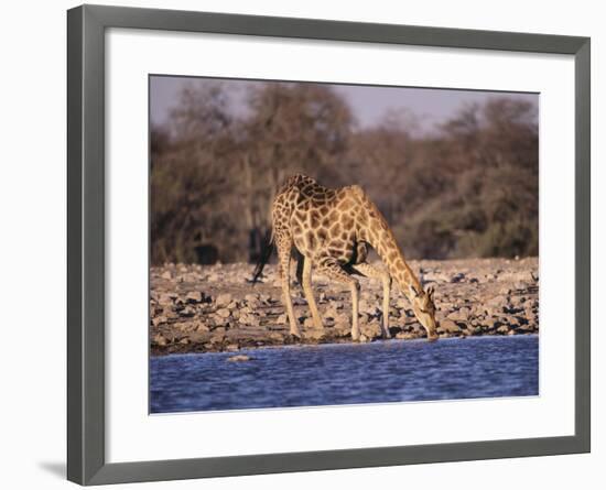 Giraffes at Klein Namutoni Waterhole-DLILLC-Framed Photographic Print