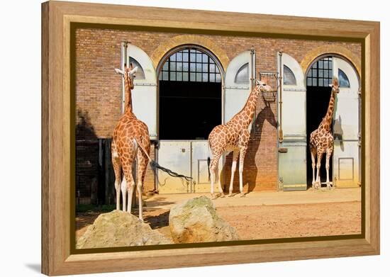 Giraffes at the London Zoo in Regent Park-Kamira-Framed Premier Image Canvas
