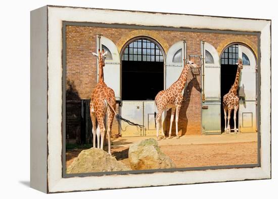 Giraffes at the London Zoo in Regent Park-Kamira-Framed Premier Image Canvas