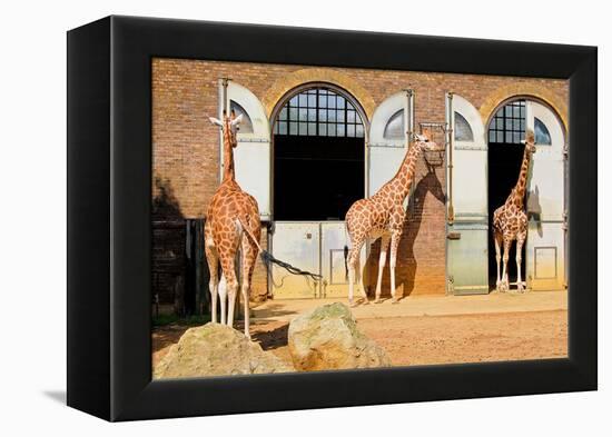 Giraffes at the London Zoo in Regent Park-Kamira-Framed Premier Image Canvas