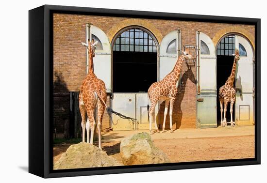 Giraffes at the London Zoo in Regent Park-Kamira-Framed Premier Image Canvas