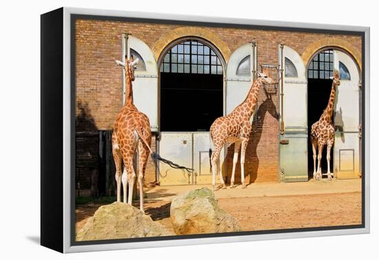 Giraffes at the London Zoo in Regent Park-Kamira-Framed Premier Image Canvas