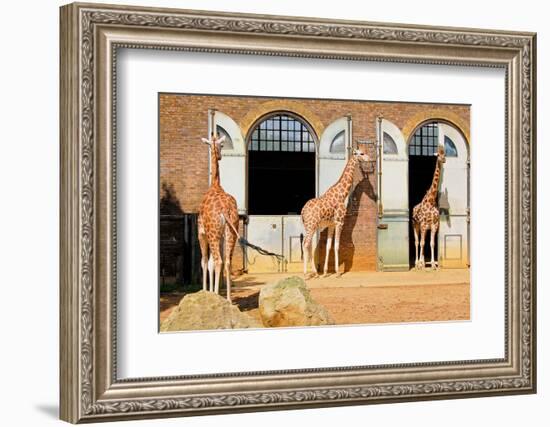 Giraffes at the London Zoo in Regent Park-Kamira-Framed Photographic Print