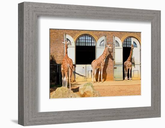 Giraffes at the London Zoo in Regent Park-Kamira-Framed Photographic Print