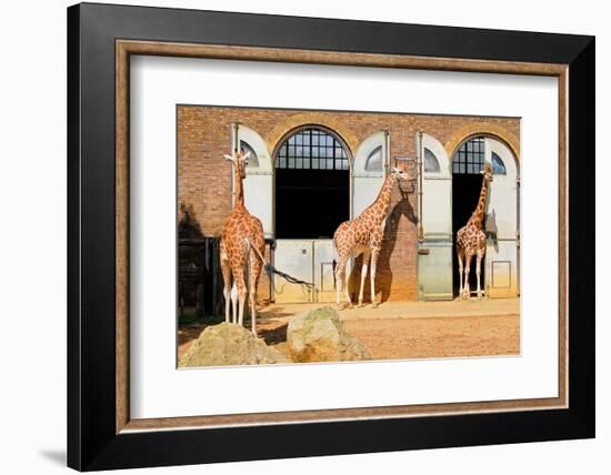 Giraffes at the London Zoo in Regent Park-Kamira-Framed Photographic Print