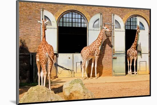 Giraffes at the London Zoo in Regent Park-Kamira-Mounted Photographic Print