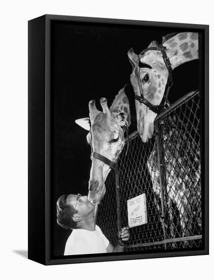 Giraffes Being Friendly with Circus Vet-Francis Miller-Framed Premier Image Canvas