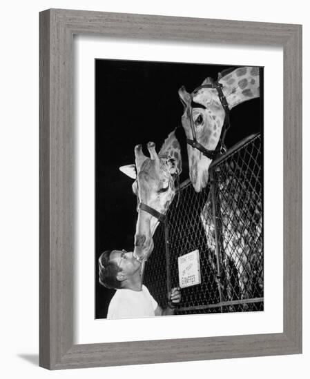 Giraffes Being Friendly with Circus Vet-Francis Miller-Framed Photographic Print