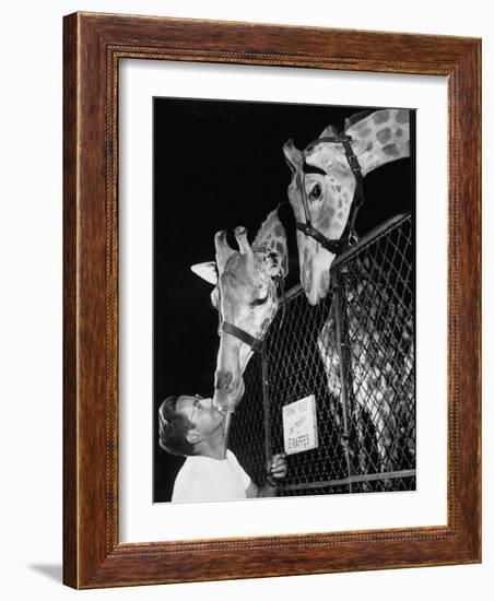 Giraffes Being Friendly with Circus Vet-Francis Miller-Framed Photographic Print