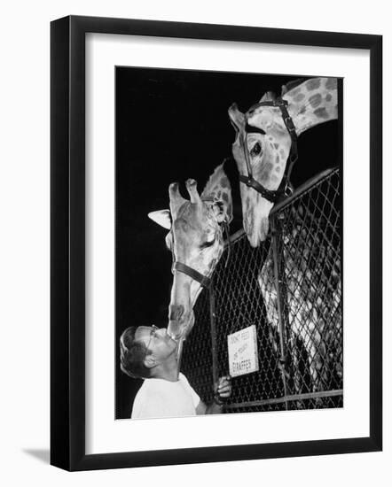 Giraffes Being Friendly with Circus Vet-Francis Miller-Framed Photographic Print