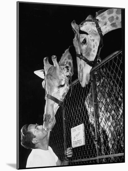 Giraffes Being Friendly with Circus Vet-Francis Miller-Mounted Photographic Print