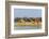 Giraffes by the river. Etosha National Park, Oshikoto Region, Namibia-Keren Su-Framed Photographic Print