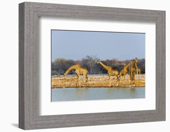 Giraffes by the river. Etosha National Park, Oshikoto Region, Namibia-Keren Su-Framed Photographic Print