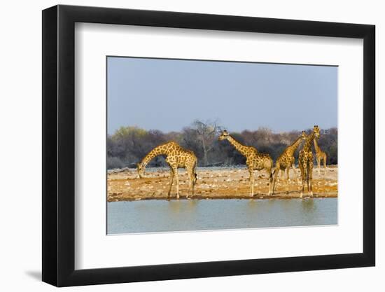 Giraffes by the river. Etosha National Park, Oshikoto Region, Namibia-Keren Su-Framed Photographic Print