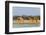 Giraffes by the river. Etosha National Park, Oshikoto Region, Namibia-Keren Su-Framed Photographic Print