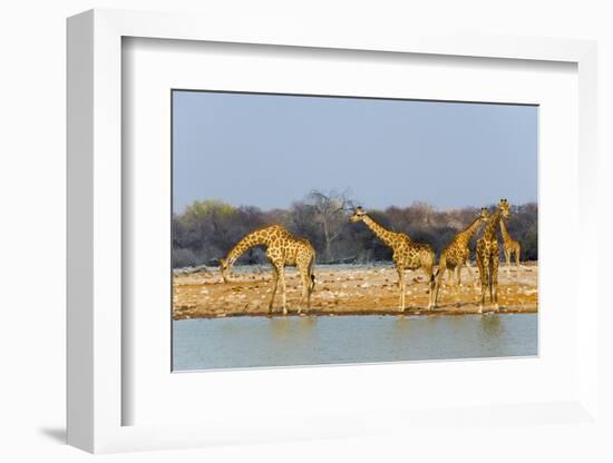 Giraffes by the river. Etosha National Park, Oshikoto Region, Namibia-Keren Su-Framed Photographic Print