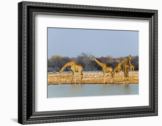 Giraffes by the river. Etosha National Park, Oshikoto Region, Namibia-Keren Su-Framed Photographic Print