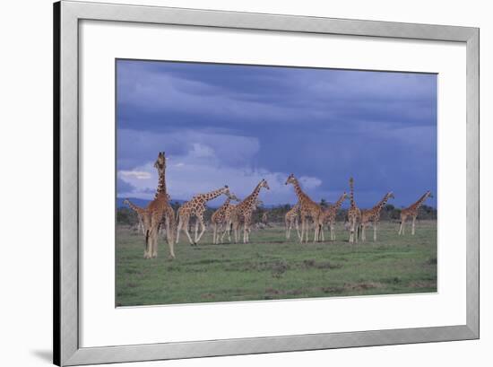 Giraffes Gathered on the Savanna-DLILLC-Framed Photographic Print