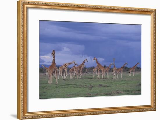 Giraffes Gathered on the Savanna-DLILLC-Framed Photographic Print