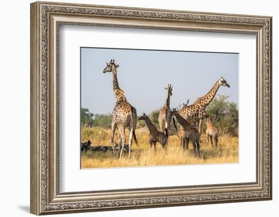 Giraffes (Giraffa camelopardalis) and calves, Okavango Delta, Botswana, Africa-Sergio Pitamitz-Framed Photographic Print