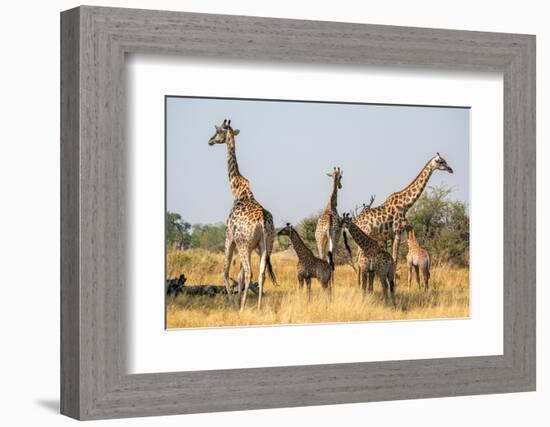 Giraffes (Giraffa camelopardalis) and calves, Okavango Delta, Botswana, Africa-Sergio Pitamitz-Framed Photographic Print