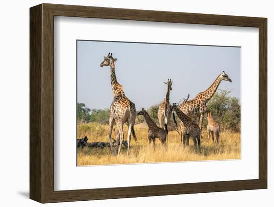 Giraffes (Giraffa camelopardalis) and calves, Okavango Delta, Botswana, Africa-Sergio Pitamitz-Framed Photographic Print
