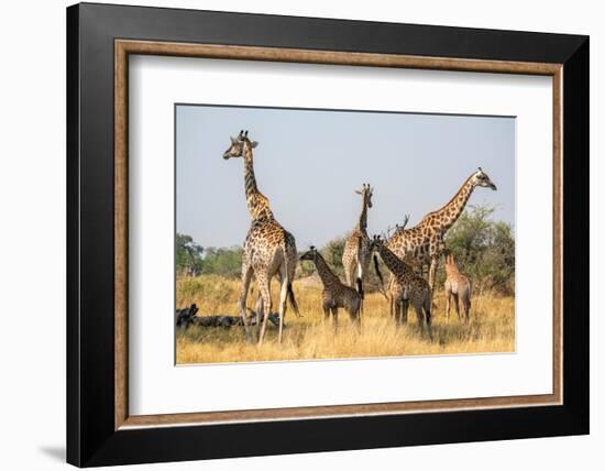 Giraffes (Giraffa camelopardalis) and calves, Okavango Delta, Botswana, Africa-Sergio Pitamitz-Framed Photographic Print