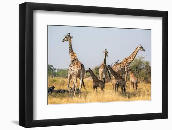 Giraffes (Giraffa camelopardalis) and calves, Okavango Delta, Botswana, Africa-Sergio Pitamitz-Framed Photographic Print