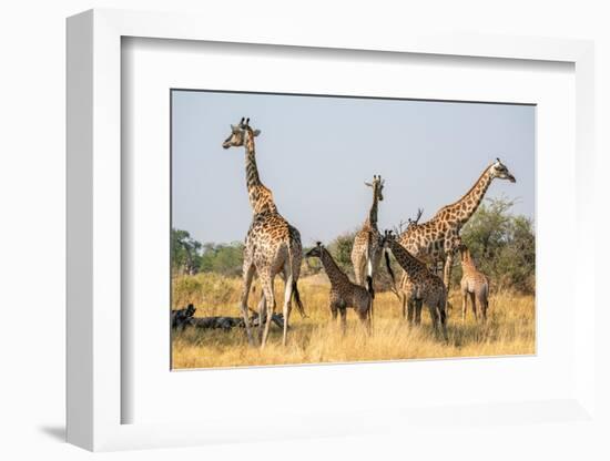 Giraffes (Giraffa camelopardalis) and calves, Okavango Delta, Botswana, Africa-Sergio Pitamitz-Framed Photographic Print