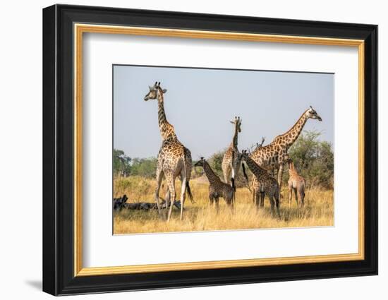 Giraffes (Giraffa camelopardalis) and calves, Okavango Delta, Botswana, Africa-Sergio Pitamitz-Framed Photographic Print