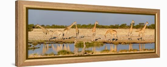 Giraffes (Giraffa Camelopardalis) at Waterhole, Etosha National Park, Namibia-null-Framed Stretched Canvas