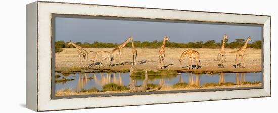 Giraffes (Giraffa Camelopardalis) at Waterhole, Etosha National Park, Namibia-null-Framed Stretched Canvas