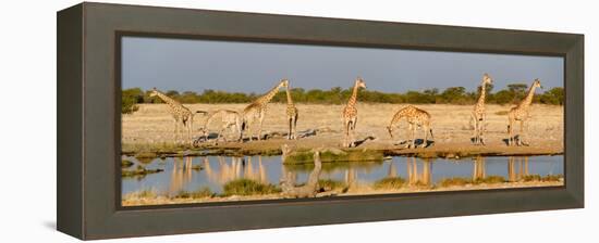 Giraffes (Giraffa Camelopardalis) at Waterhole, Etosha National Park, Namibia-null-Framed Stretched Canvas