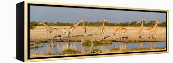 Giraffes (Giraffa Camelopardalis) at Waterhole, Etosha National Park, Namibia-null-Framed Stretched Canvas