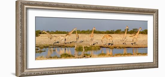 Giraffes (Giraffa Camelopardalis) at Waterhole, Etosha National Park, Namibia-null-Framed Photographic Print