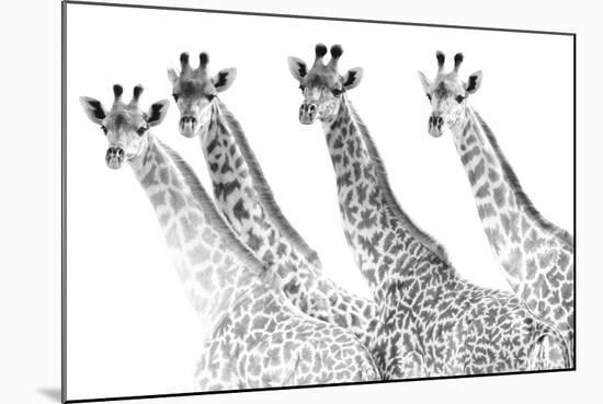 Giraffes in a Row - Bold-Staffan Widstrand-Mounted Giclee Print