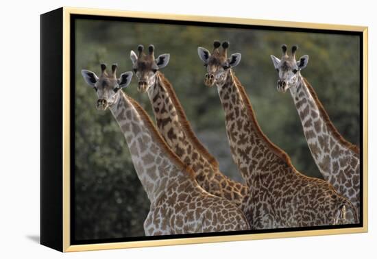 Giraffes in a Row-Staffan Widstrand-Framed Stretched Canvas