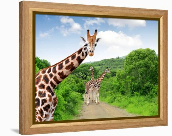 Giraffes in Kruger Park South Africa-jaroslava V-Framed Premier Image Canvas