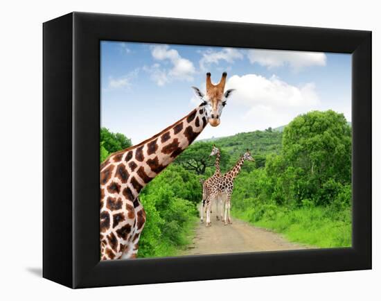 Giraffes in Kruger Park South Africa-jaroslava V-Framed Premier Image Canvas