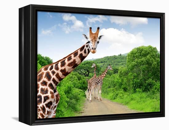 Giraffes in Kruger Park South Africa-jaroslava V-Framed Premier Image Canvas