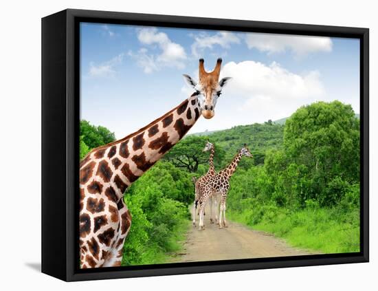 Giraffes in Kruger Park South Africa-jaroslava V-Framed Premier Image Canvas