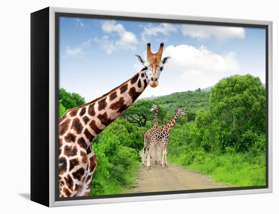 Giraffes in Kruger Park South Africa-jaroslava V-Framed Premier Image Canvas