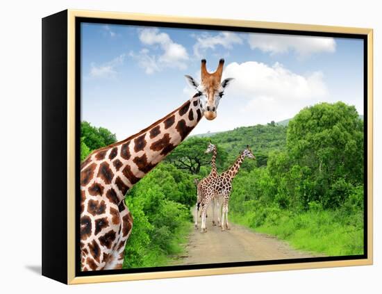 Giraffes in Kruger Park South Africa-jaroslava V-Framed Premier Image Canvas